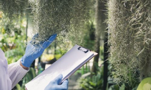 Scientist researching on plants. Agricultural engineer test health and analyze example plants